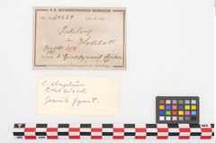 Etiketten zu Geweihspitze (NHMW-PRAE-024034)